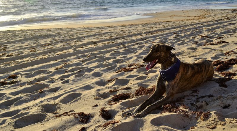 HomeAway pet-friendly