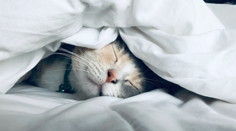 Homes & Villas by Marriott partners with Petco for pet-friendly stays